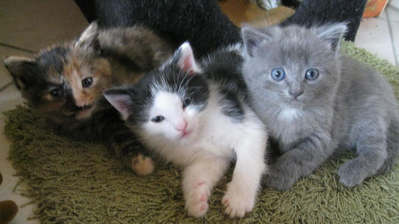 die süßen Kätzchen die süßen Kätzchen